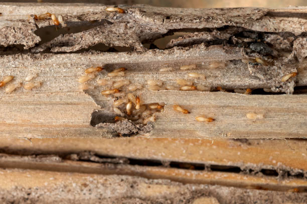 Best Pest Prevention Services  in Utica, IN